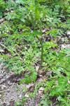Anthriscus sylvestris