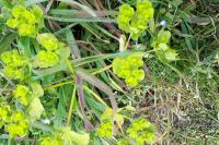 Euphorbia helioscopia