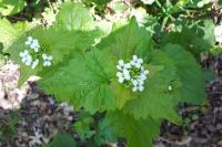Alliaria petiolata