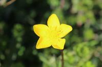 Ranunculus bulbosus