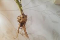 Ranunculus bulbosus