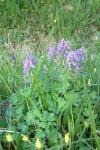 Corydalis solida