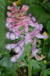 Corydalis solida