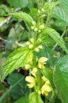 Lamium galeobdolon
