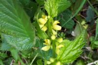 Lamium galeobdolon