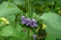 Lamium maculatum