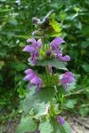 Lamium maculatum