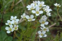 Cardamine amara