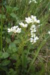 Cardamine amara
