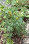 Matricaria discoidea