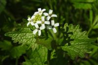 Alliaria petiolata