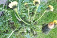 Sonchus asper