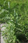 Sonchus asper
