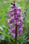 Orchis mascula