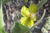 Verbascum pulverulentum