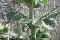 Verbascum pulverulentum