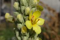 Verbascum thapsus