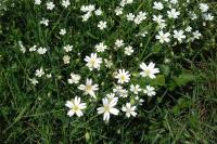 Rabelera holostea
