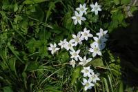Ornithogalum umbellatum