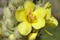 Verbascum thapsus