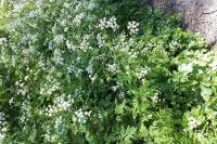 Anthriscus sylvestris