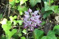 Orchis simia