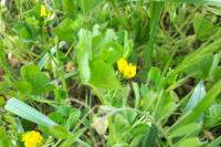Medicago arabica
