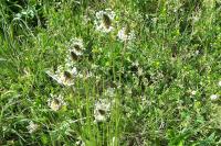 Plantago lanceolata