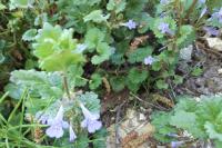 Glechoma hederacea