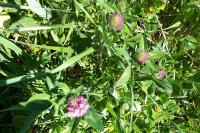 Trifolium pratense