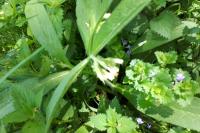 Symphytum officinale