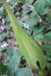 Arum maculatum