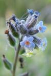 Myosotis discolor