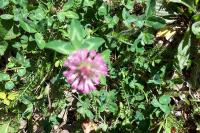 Trifolium pratense