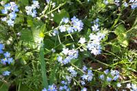 Myosotis sylvatica