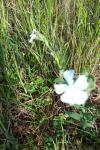 Silene latifolia