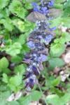 Ajuga reptans