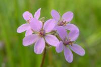 Erodium cicutarium