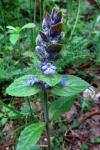 Ajuga reptans