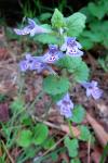 Glechoma hederacea
