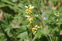 Lamium galeobdolon