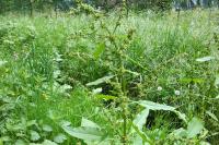 Rumex obtusifolius