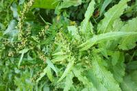 Rumex obtusifolius