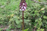 Orchis purpurea