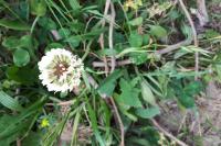 Trifolium repens