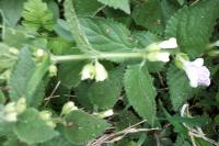 Melittis melissophyllum