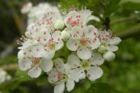 Crataegus monogyna