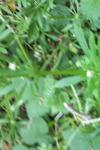 Galium aparine