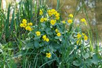 Caltha palustris