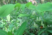 Polygonatum multiflorum